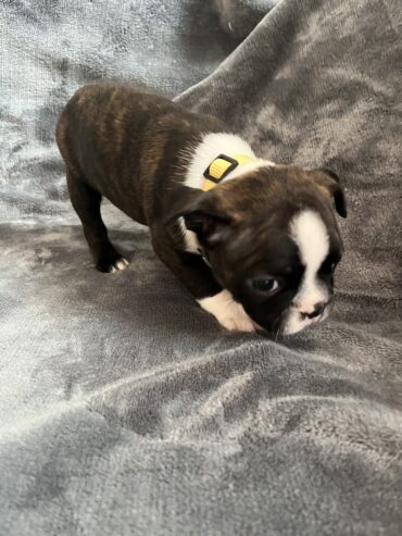 Boston Terrier Puppies