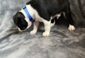 Boston Terrier Puppies