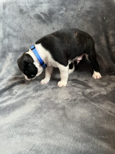 Boston Terrier Puppies