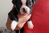 Boston Terrier Puppies