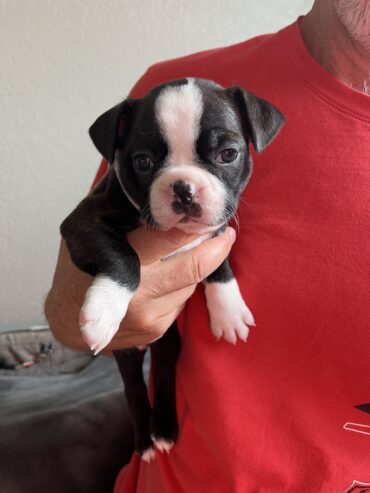 Boston Terrier Puppies