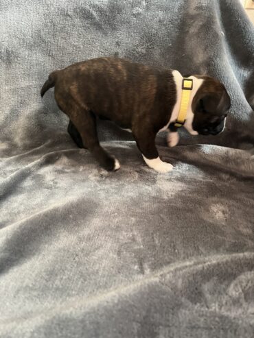 Boston Terrier Puppies