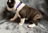 Boston Terrier Puppies