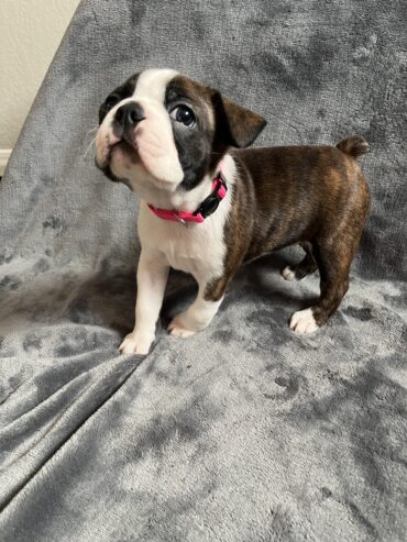 Boston Terrier Puppies