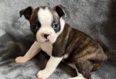 Boston Terrier Puppies