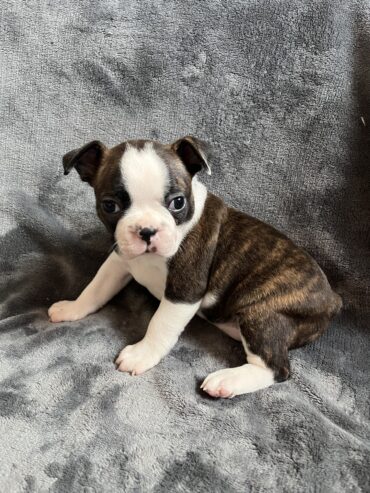 Boston Terrier Puppies