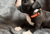 Boston Terrier Puppies