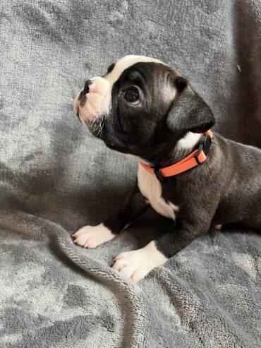 Boston Terrier Puppies