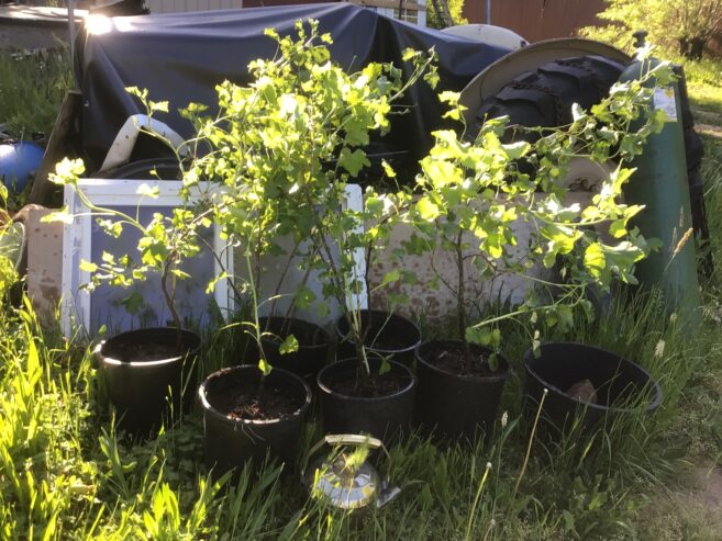 Gooseberry plants