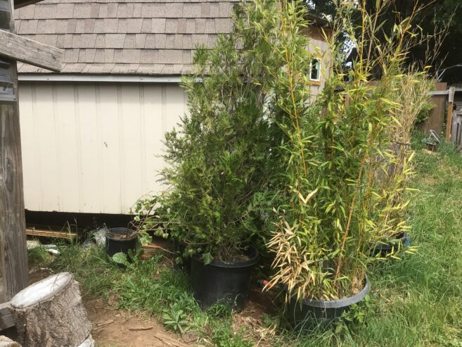 Red cedar tree 8foot