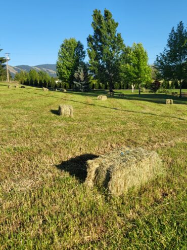 Grass Hay, Best price in the valley!