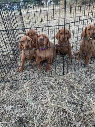 Male Vizsla Pup needs a home