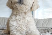 Goldendoodle Puppies