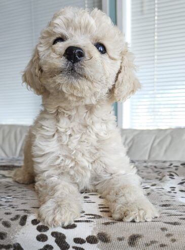 Goldendoodle Puppies