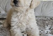 Goldendoodle Puppies