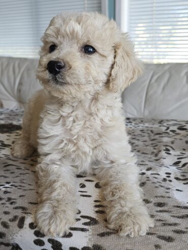 Goldendoodle Puppies