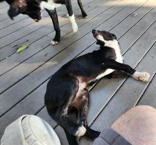 2 male border collie pups