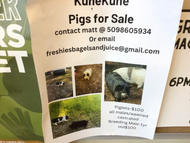 Pigs for sale