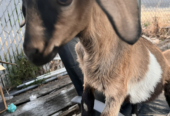 4 month old Doeling Goat