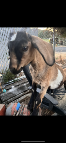 4 month old Doeling Goat