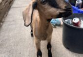 4 month old Doeling Goat