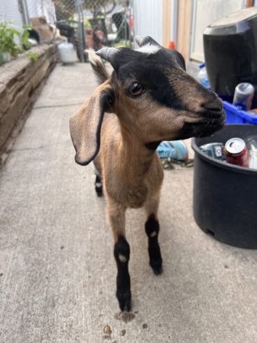 4 month old Doeling Goat