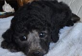 Goldendoodle Puppies