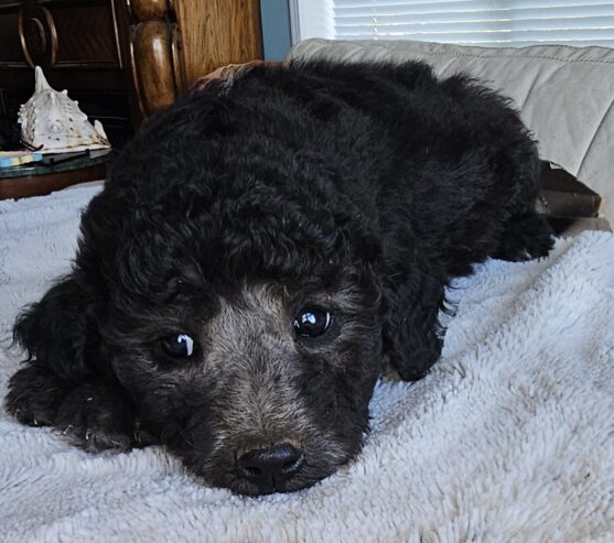 Goldendoodle Puppies