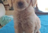 Goldendoodle Puppies