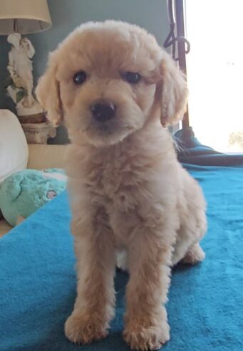 Goldendoodle Puppies