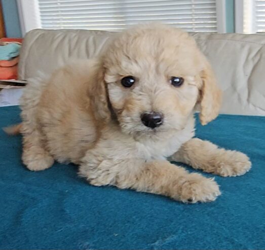 Goldendoodle Puppies