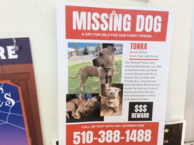 Missing dog