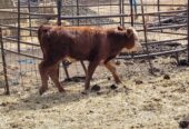 Livestock & Birds for sale