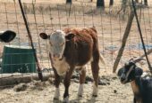 Livestock & Birds for sale