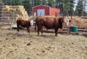 Livestock & Birds for sale