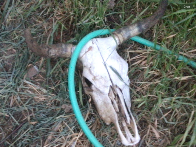 Cow skull