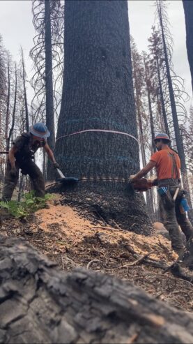 Tree Service