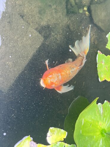 Large Lion Fish Koi