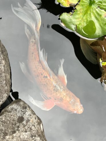 Large Lion Fish Koi