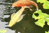 Large Lion Fish Koi