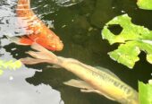 Large Lion Fish Koi