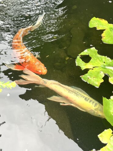 Large Lion Fish Koi