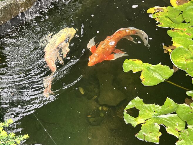 Large Lion Fish Koi