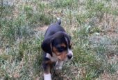 Beagle Puppies