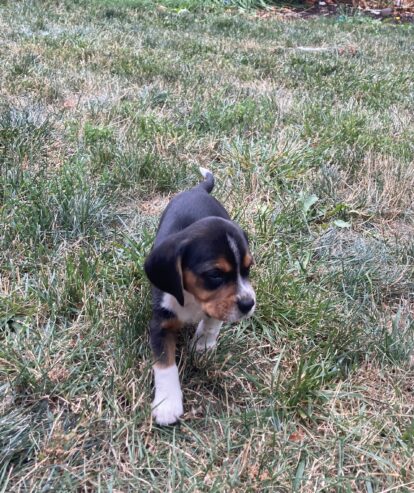 Beagle Puppies