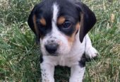 Beagle Puppies