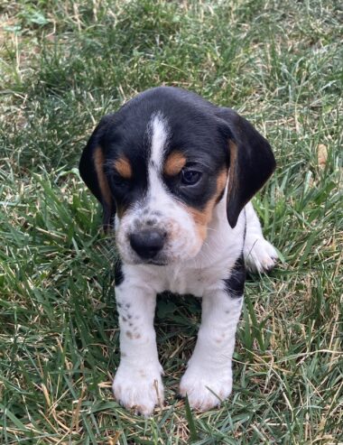 Beagle Puppies