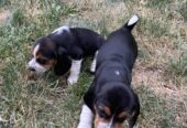 Beagle Puppies