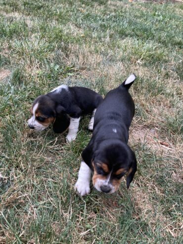 Beagle Puppies