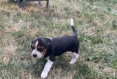 Beagle Puppies